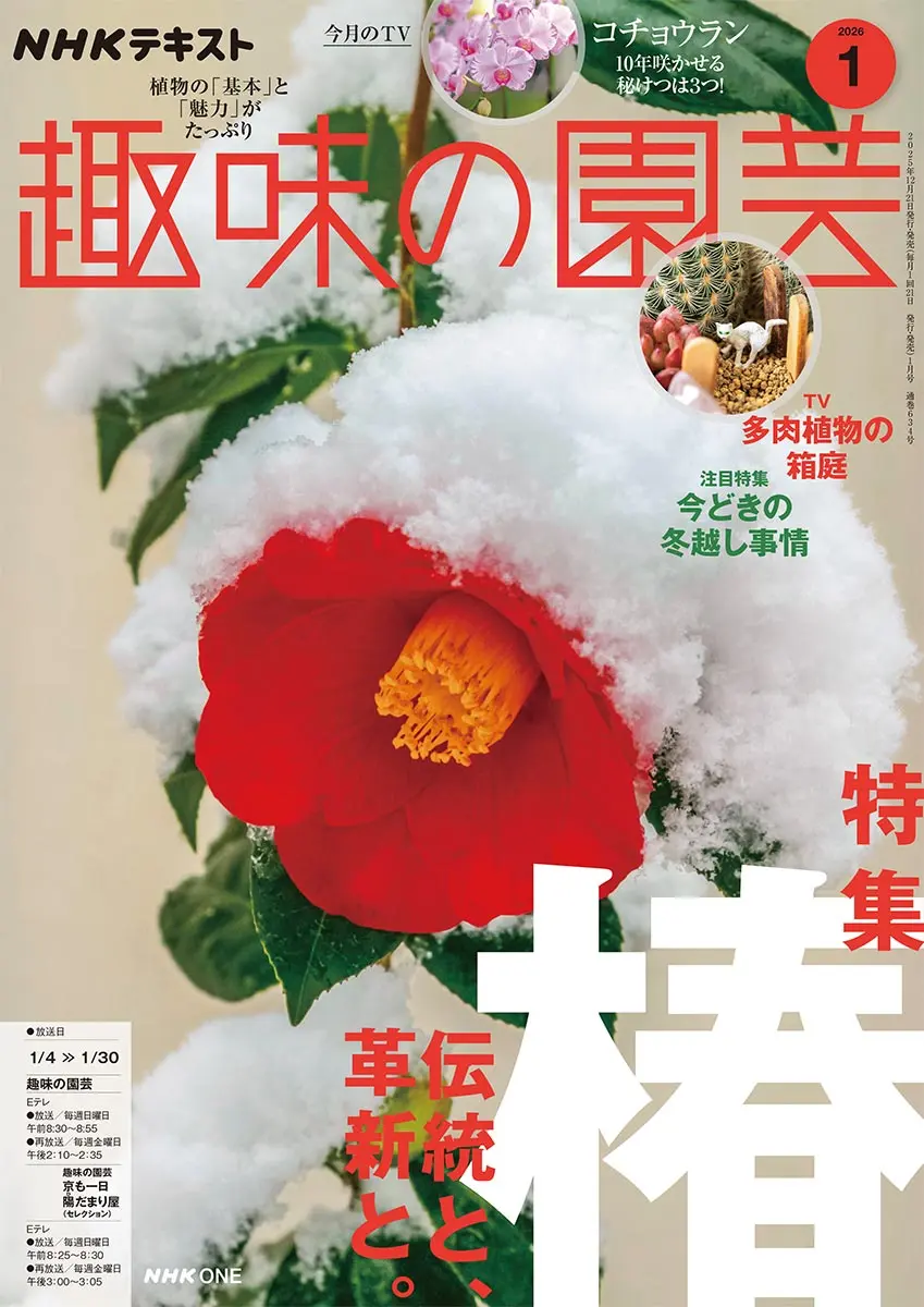 今の時期に植物を抜き苗で四種郵便や定形外で取引することにつ