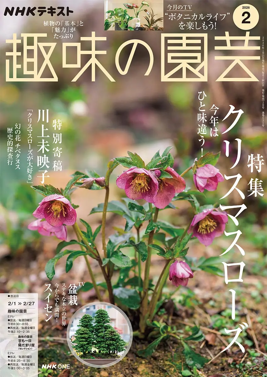 センニチコウの写真〔10ページ目〕｜植物図鑑｜みんなの趣味の園芸