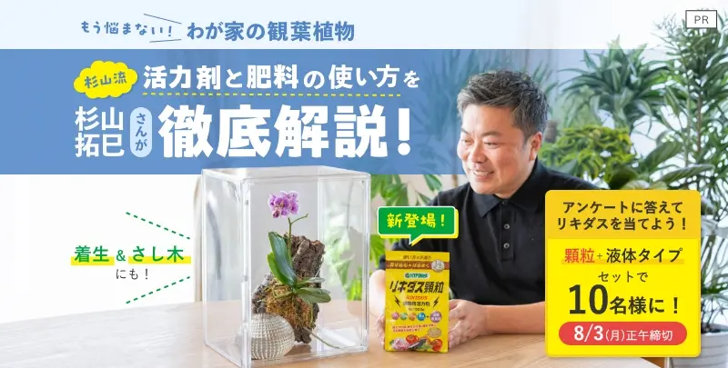 クリスマスローズの原種（H.ムルチフィダス・ヘルツェゴヴィヌス