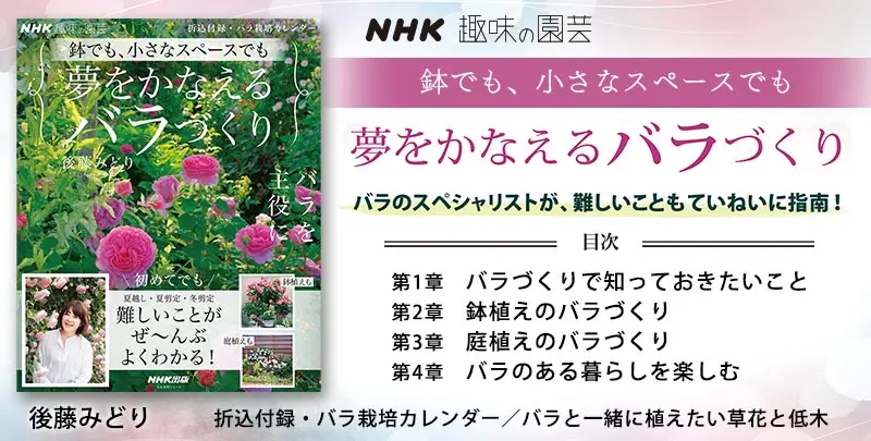 ラ*ク様 3577☘️蕾花付☘️極上☘️⭐️原生地採取⭐️croaticus⭐️ クリスマスローズの原種（H.クロアチクス）｜園芸日記by野々口稔
