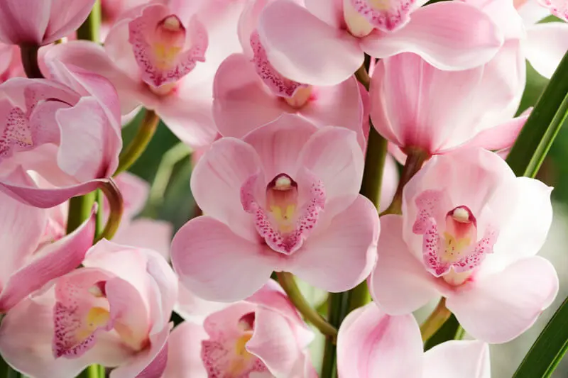 の*ん様 クリスマスローズ 加藤農園 ddシャガール 株分け 珍品！！認定！シャガール クリスマスローズ 加藤農園 - メルカリ