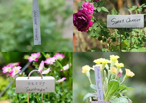 クレマチスマシュマロ「クレマチス」のアルバム-みんなの趣味の園芸1939574