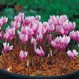 駆ける。。駆ける。。超絶品ドウダンツツジ。 駆ける。。駆ける。。超絶品ドウダンツツジ。