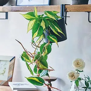 センペルビブム『ストロベリーキウイ』「多肉植物」のアルバム