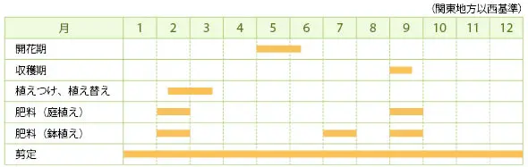 クランベリーとは｜育て方がわかる植物図鑑｜みんなの趣味の園芸（NHK