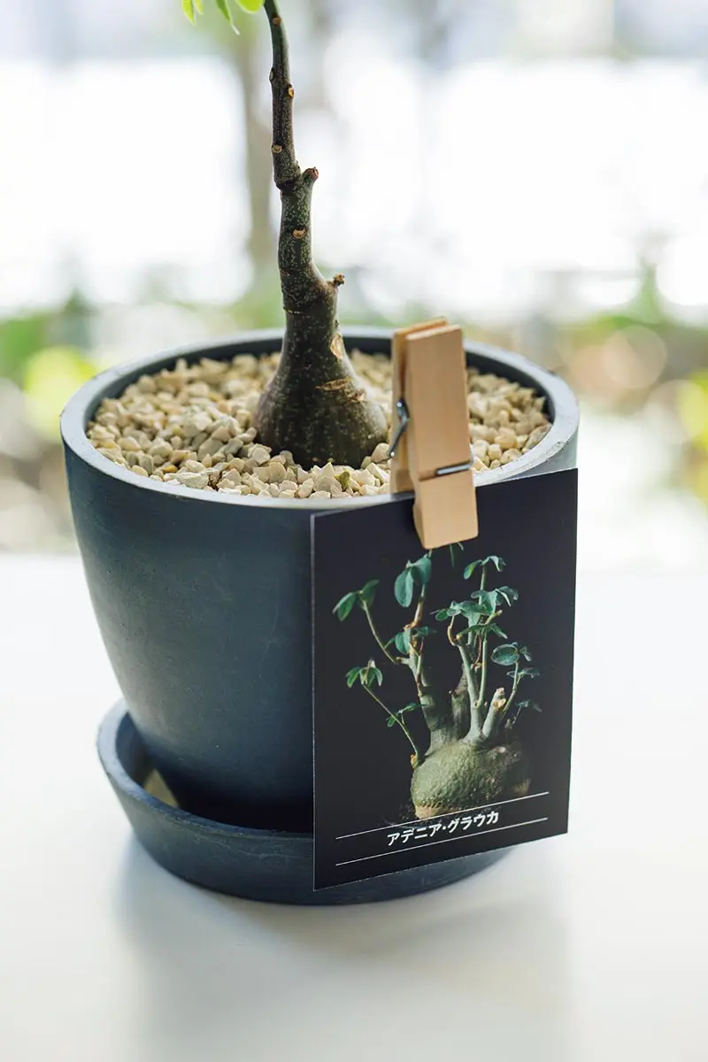 サボテン コレクション 健康的な状態 趣味の園芸』とじ込み付録「多肉植物・サボテンコレクションカード
