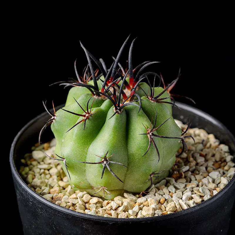 エリオシケ暗黒王の基本情報・育て方｜多肉植物・サボテン図鑑