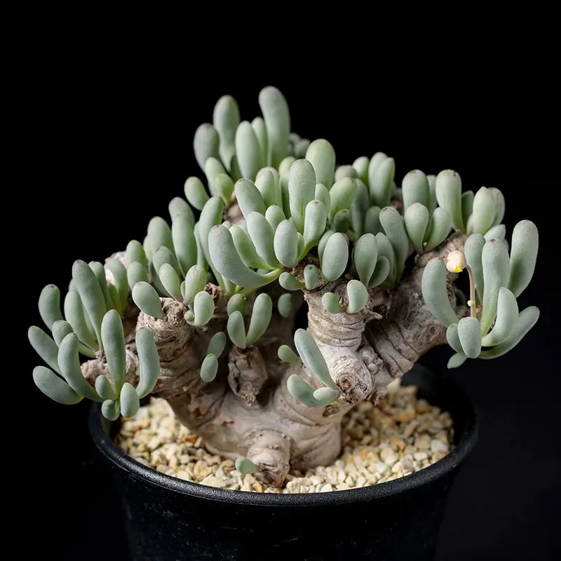 オトンナ　グラビフォリア① オトンナ・クラビフォリアの基本情報・育て方｜多肉植物・サボテン図鑑