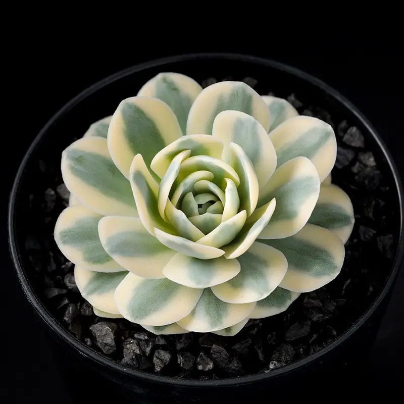 オロスタキス富士の基本情報・育て方｜多肉植物・サボテン図鑑