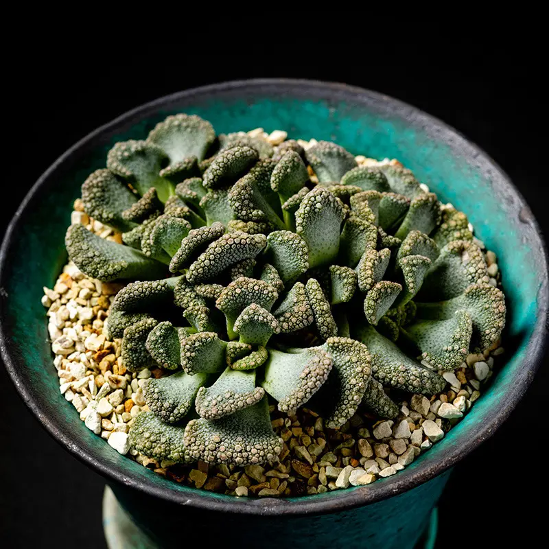 チタノプシス天女の基本情報・育て方｜多肉植物・サボテン図鑑