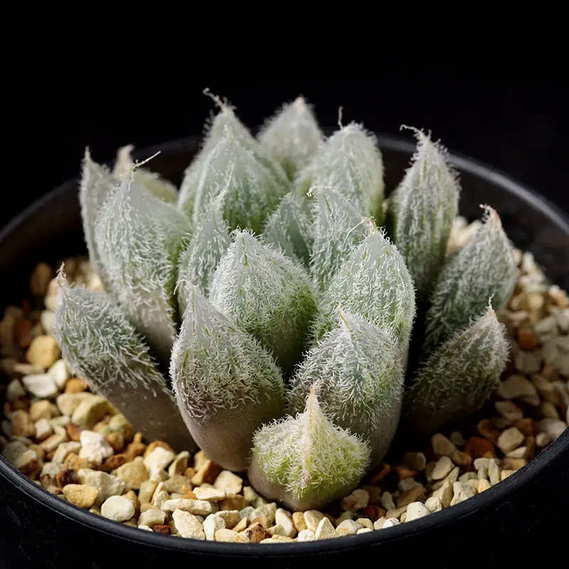 プヤ ベヌスタ A 5ヘッド プヤ ベヌスタ A 5ヘッド 種子] プヤ ベヌスタ Puya venustaの商品情報