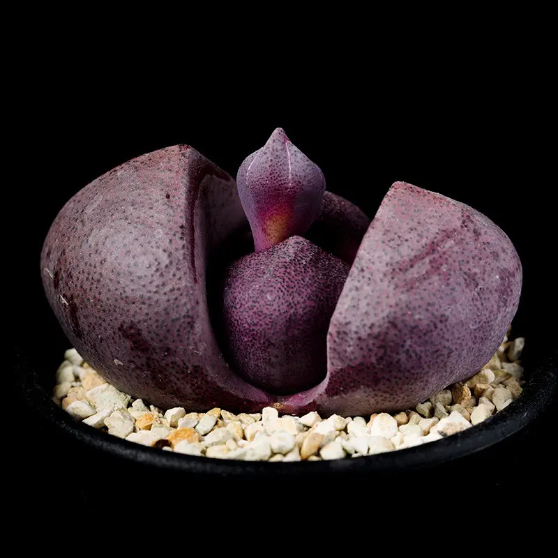 プレイオスピロス紫帝玉の基本情報・育て方｜多肉植物・サボテン図鑑
