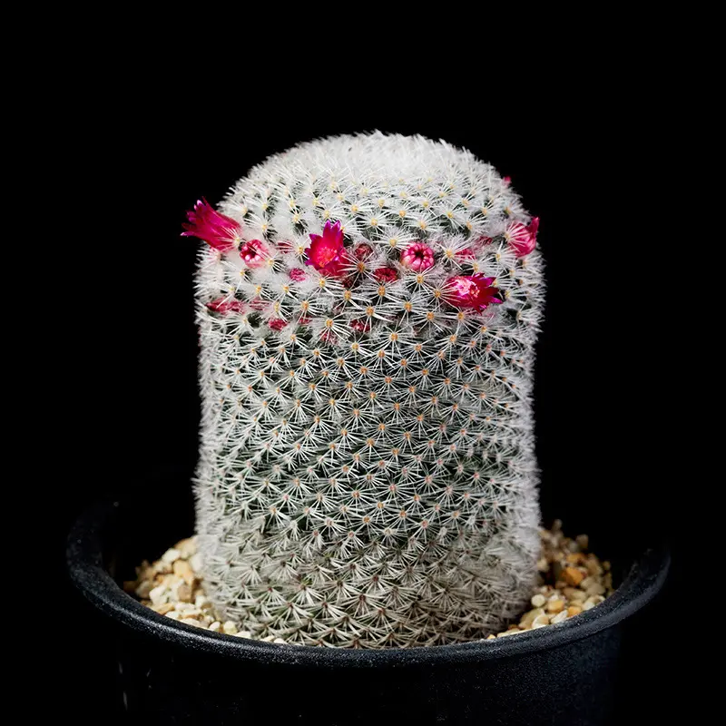 マミラリア'白玉殿'の基本情報・育て方｜多肉植物・サボテン図鑑