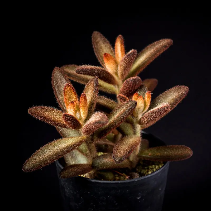 カランコエ'孫悟空'の基本情報・育て方｜多肉植物・サボテン図鑑