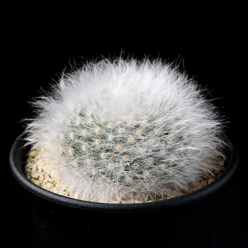 レアサボテンコレクション・マミラリア属・超長刺白竜丸inわけけのお店 レアサボテンコレクション・マミラリア属・超長刺白竜丸inわけけのお店