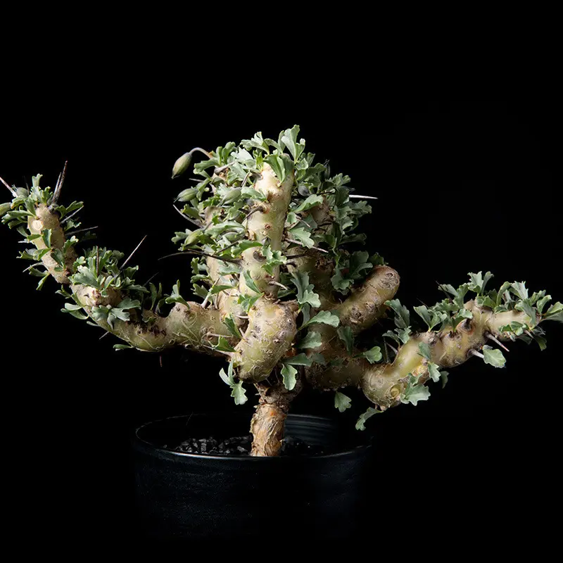 モンソニア・クラシカウリスの基本情報・育て方｜多肉植物