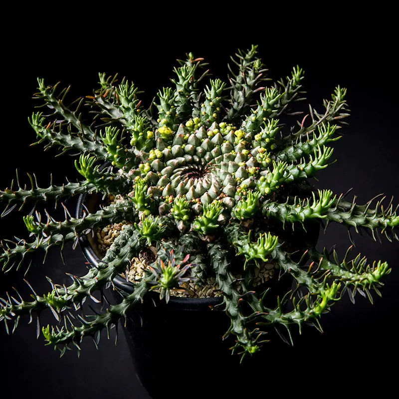 ユーフォルビア ゴルゴニス ユーフォルビア・ゴルゴニスの基本情報・育て方｜多肉植物