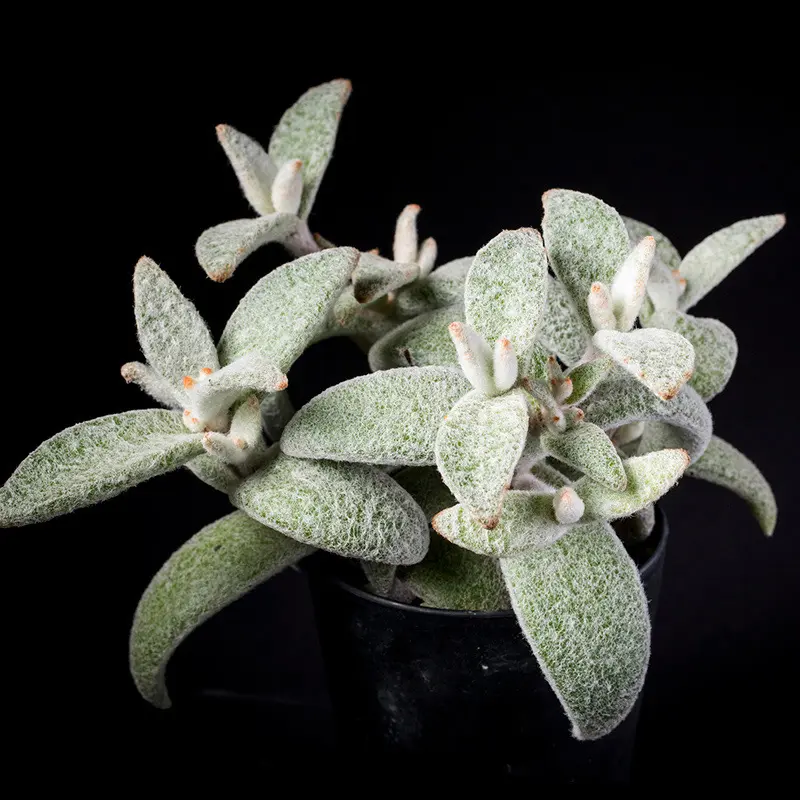 カランコエ福兎耳の基本情報・育て方｜多肉植物・サボテン図鑑