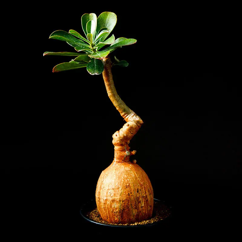 アデニウム・オベスムの基本情報・育て方｜多肉植物・サボテン図鑑