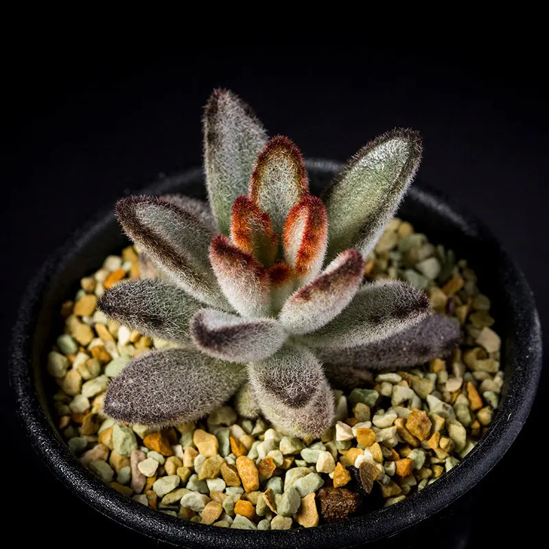 カランコエ'野うさぎ'の基本情報・育て方｜多肉植物・サボテン図鑑