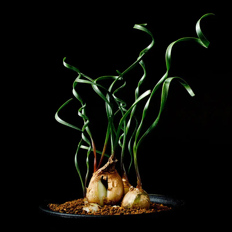 キルタンサス・スピラリスの基本情報・育て方｜多肉植物・サボテン図鑑