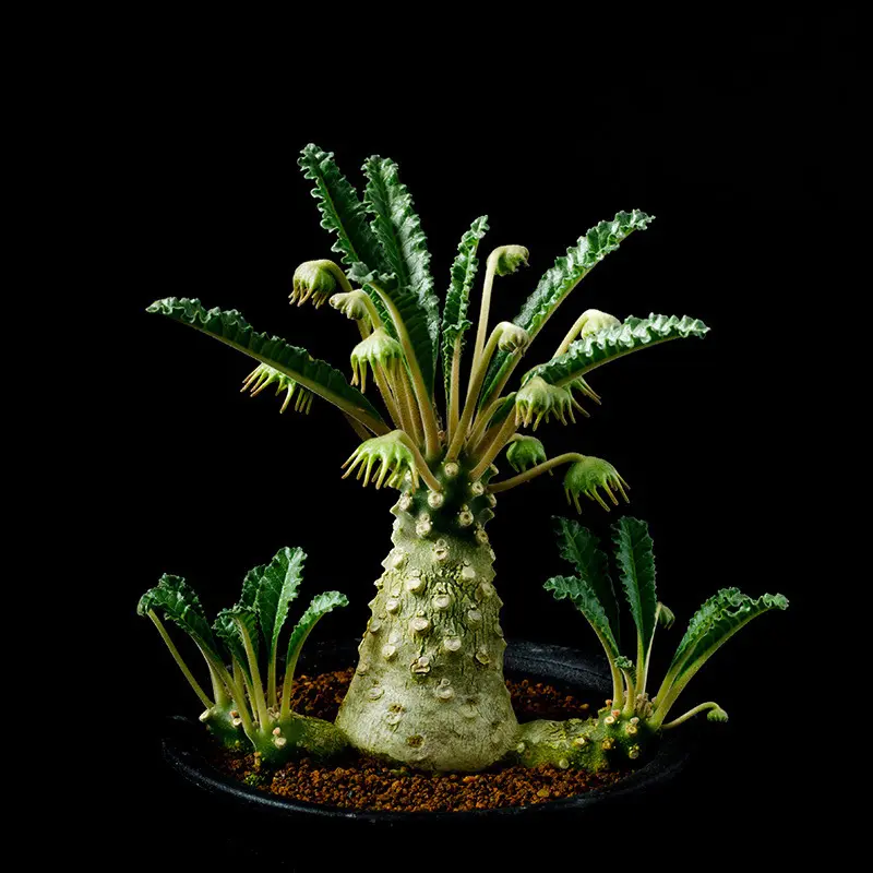 ドルステニア　ラブラニー雌雄セット ドルステニア ラブラニー | hanayoshi-botanical