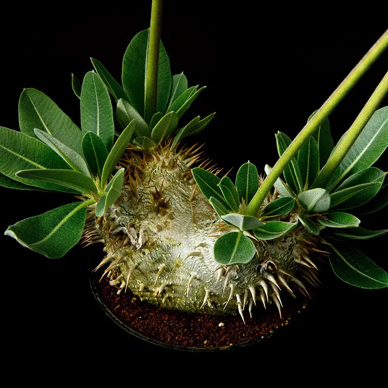 リトープス紫褐富貴玉の基本情報・育て方｜多肉植物・サボテン