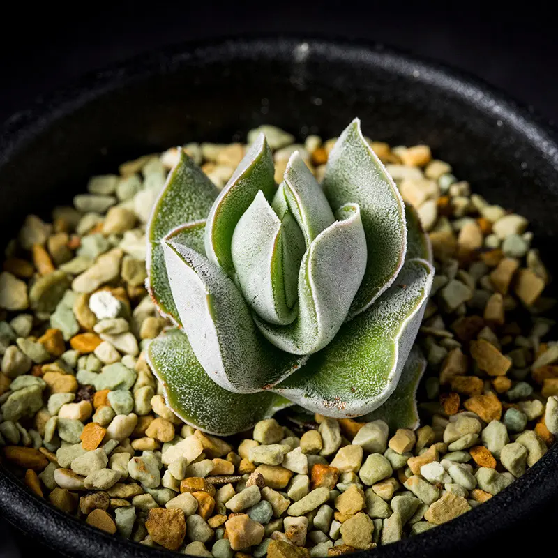 多肉植物　クラッスラ　アイボリーパゴダ　２株　発根済み クラッスラ'アイボリー・パゴダ'の基本情報・育て方｜多肉植物