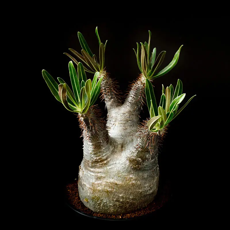 豪華 パキポディウム・グラキリウスの基本情報・育て方｜多肉植物 塊根植物・コーデックス