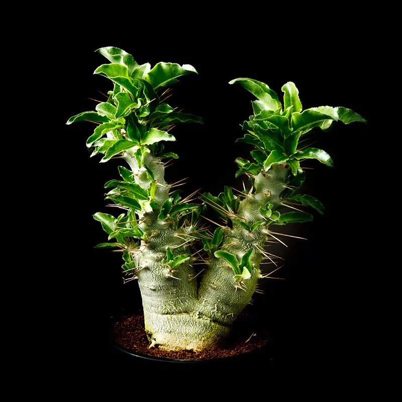 パキポディウム・サウンデルシーの基本情報・育て方｜多肉植物