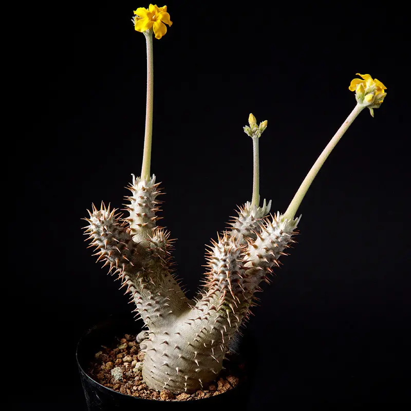 パキポディウム・デンシフローラムの基本情報・育て方｜多肉植物