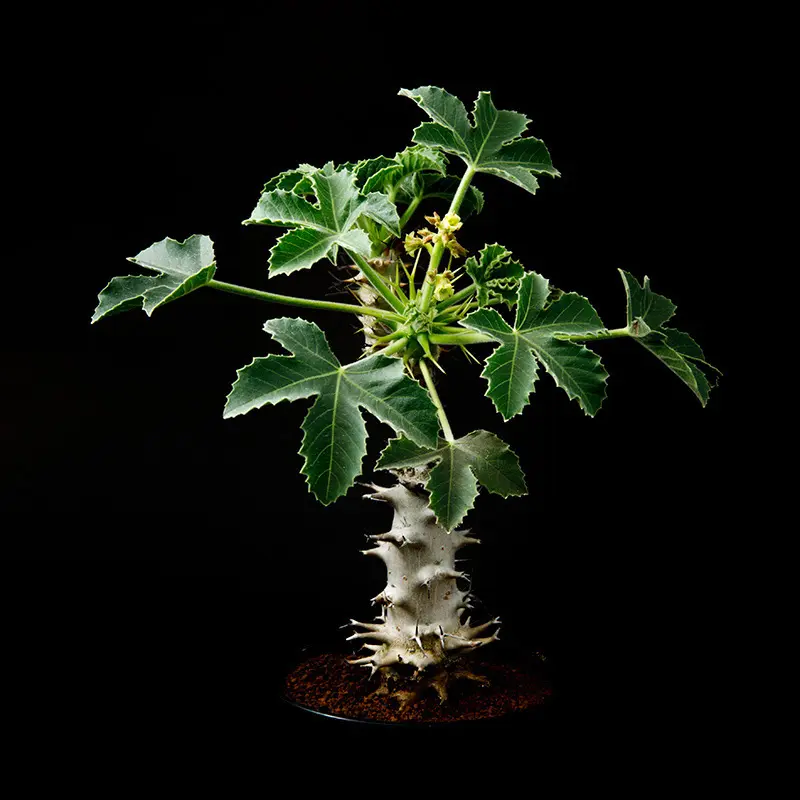 ヤトロファ・フィッシスピナの基本情報・育て方｜多肉植物・サボテン