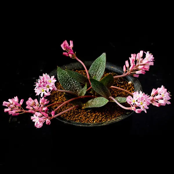 ラフィオナクメ ガルピニー 赤字超特価 4671 「塊根植物」ラフィオナクメ ガルピニー 植え【発根