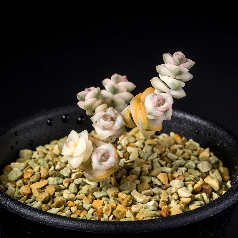 クラッスラファンタジーの基本情報・育て方｜多肉植物・サボテン図鑑