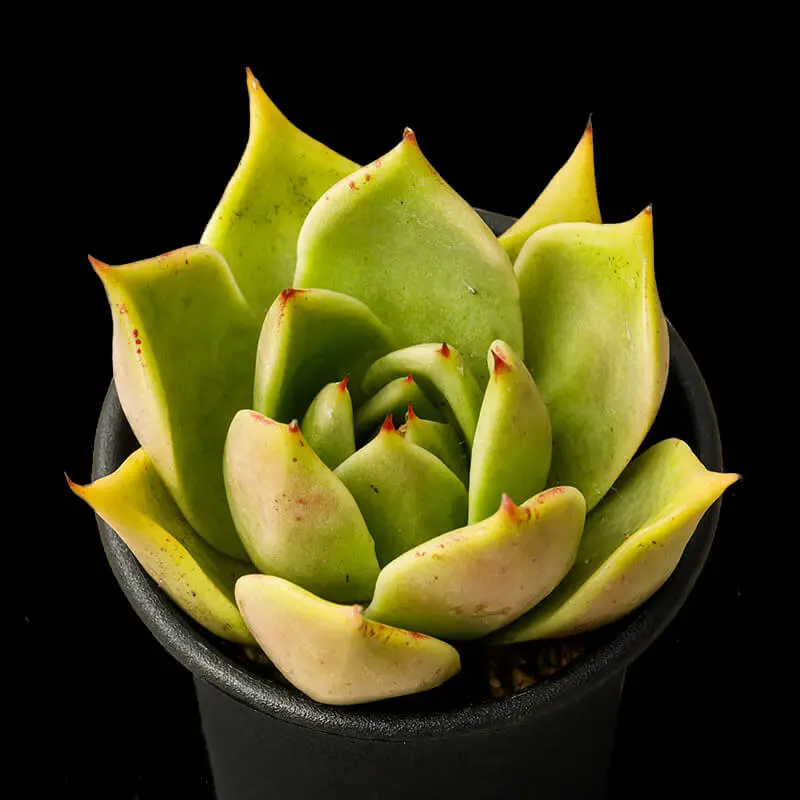 エケベリア'ジェイド・スター'の基本情報・育て方｜多肉植物・サボテン