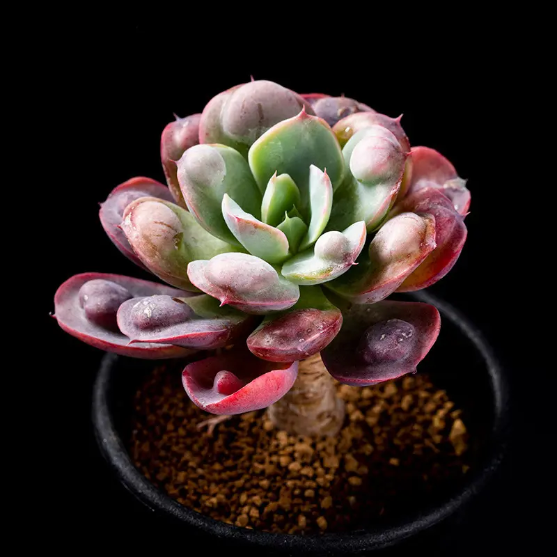 エケベリア'レインドロップス'の基本情報・育て方｜多肉植物・サボテン