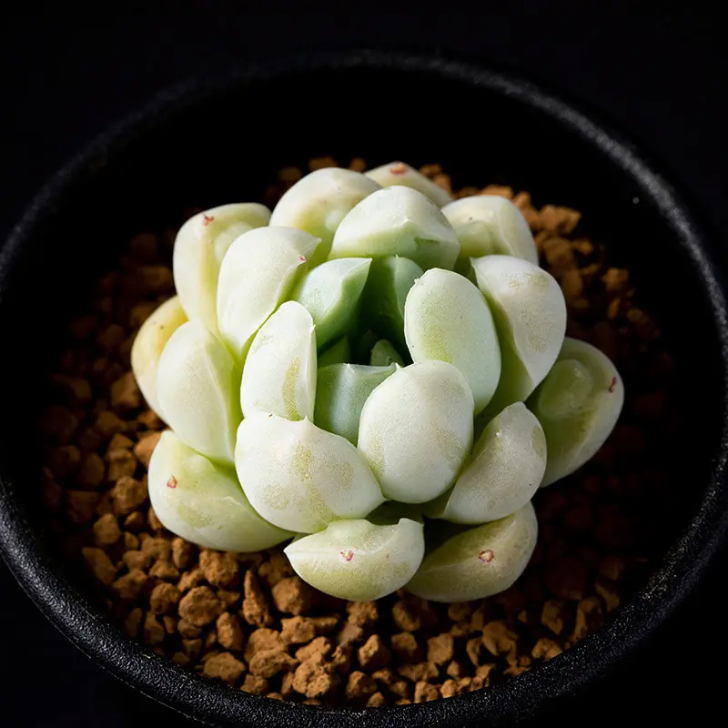 エケベリア'ドドリー'の基本情報・育て方｜多肉植物・サボテン図鑑