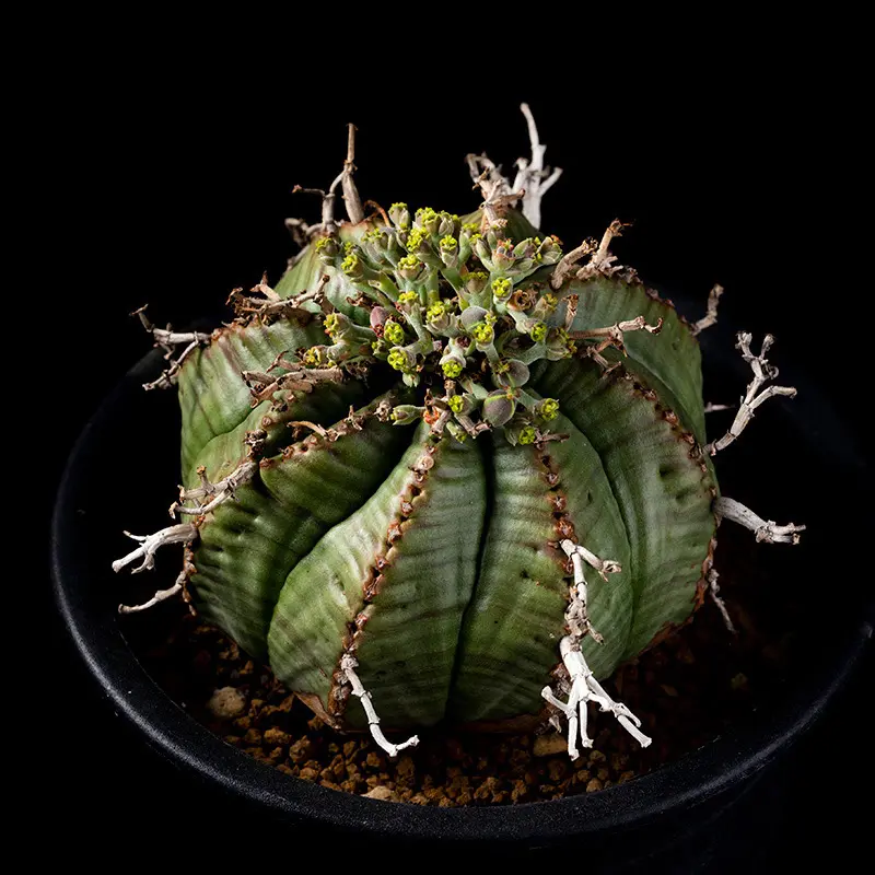 ユーフォルビア・バリダの基本情報・育て方｜多肉植物・サボテン