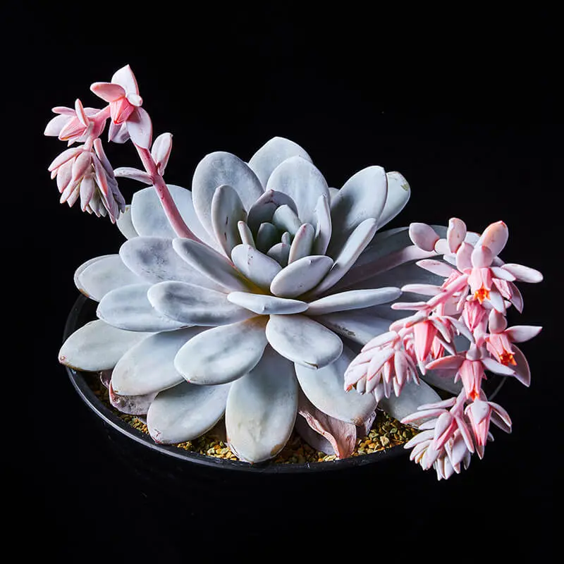 多肉植物　グロブローサ×ラウイ① エケベリア・ラウイの基本情報・育て方｜多肉植物・サボテン図鑑