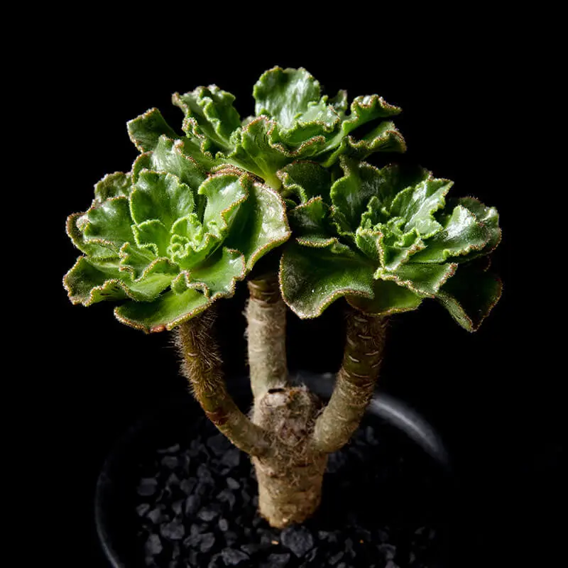 アエオニウム・スミシーの基本情報・育て方｜多肉植物・サボテン図鑑