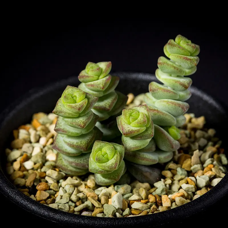 適当な価格 クラッスラ苗 不貞 1鉢 5号 キラメキ クラッスラ その他多肉植物