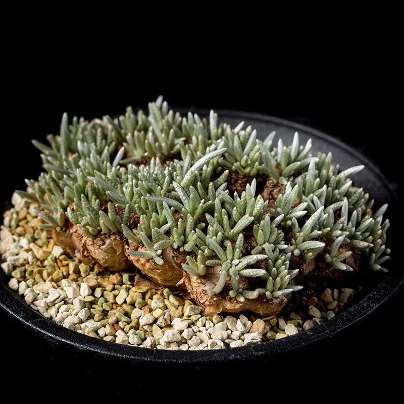 アボニア クイナリア アルストニー　白花 №783 アボニアの白花アルストニーが開花、、。。: 雲南の蘭を楽しむ