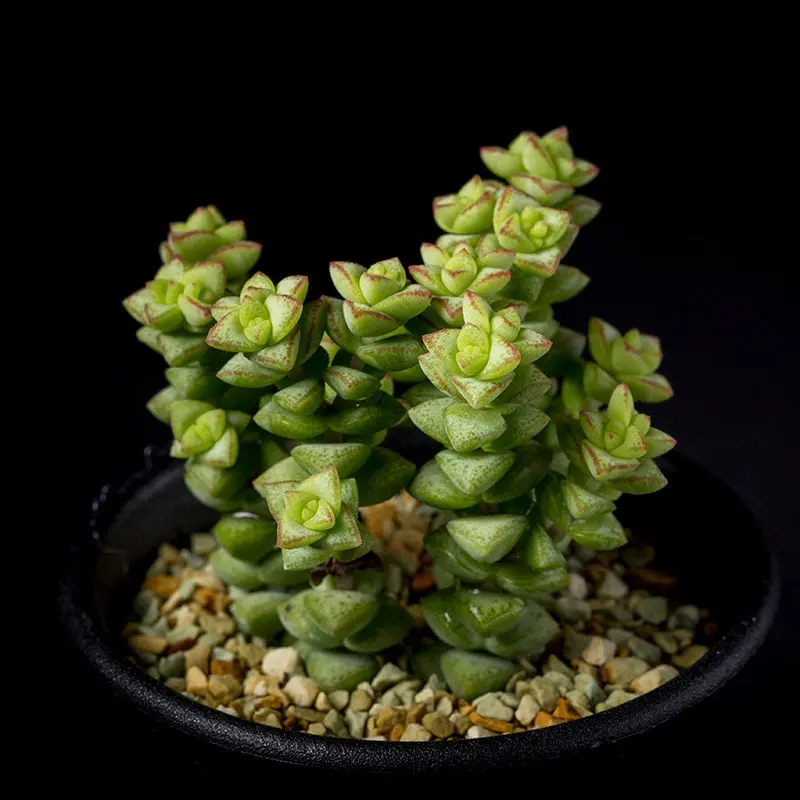 クラッスラ姫星の基本情報・育て方｜多肉植物・サボテン図鑑｜みんなの
