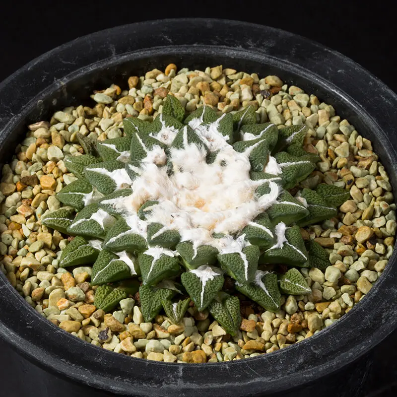 アリオカルプス黒牡丹の基本情報・育て方｜多肉植物・サボテン