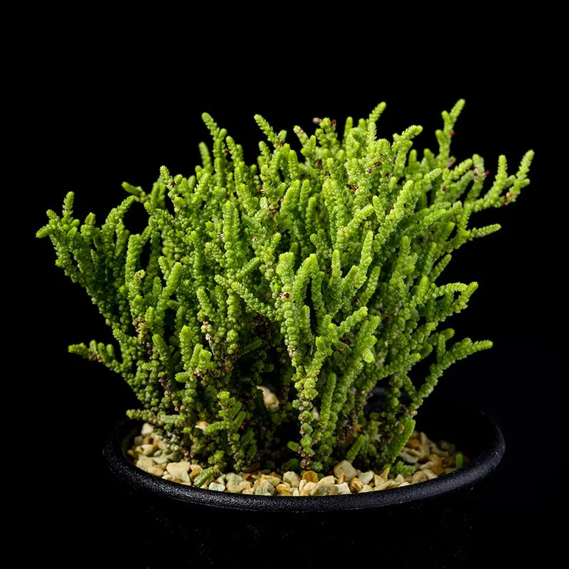 クラッスラ姫緑の基本情報・育て方｜多肉植物・サボテン図鑑
