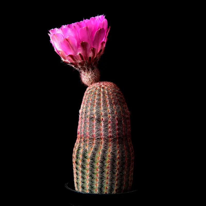 エキノケレウス紫太陽の基本情報・育て方｜多肉植物・サボテン図鑑