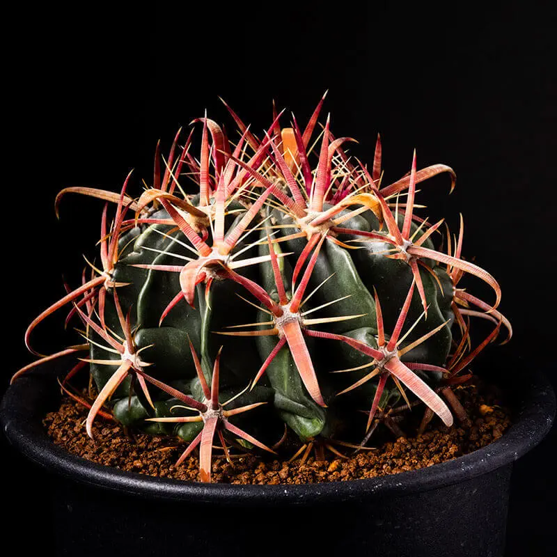 フェロカクタス日の出丸の基本情報・育て方｜多肉植物・サボテン