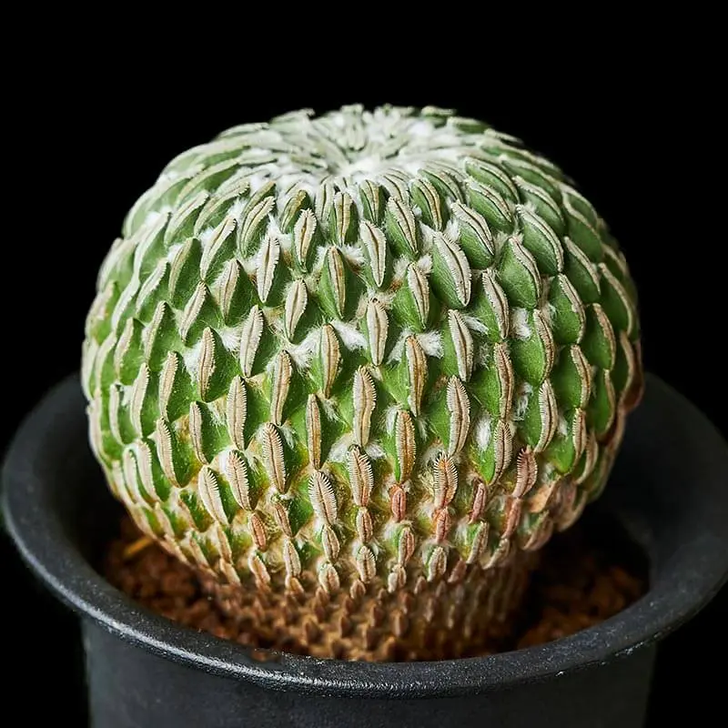 エキノカクタス金鯱の基本情報・育て方｜多肉植物・サボテン図鑑