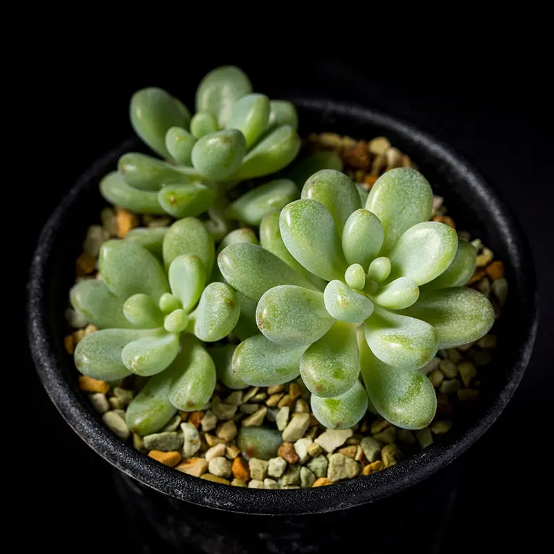 ☆多肉植物寄せ植え〜木製HOUSE 公園かえるさん〜☆