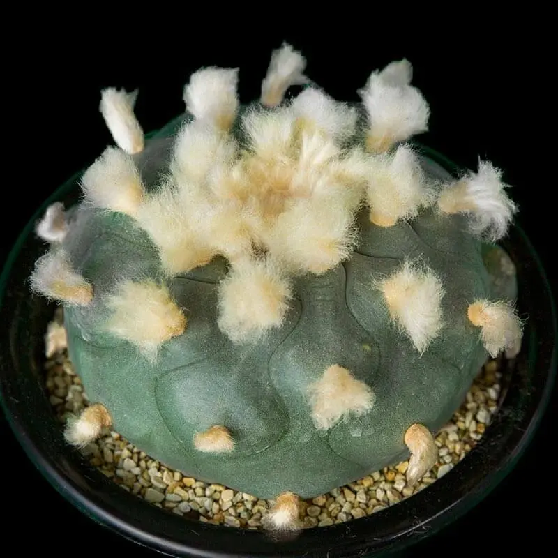 アズテキウム様------ロホホラ 多毛翠冠玉種子 実生 サボテン ロホホラ 多毛翠冠玉 / Lophophora ロフォフォラ
